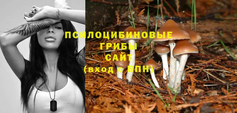 Галлюциногенные грибы MAGIC MUSHROOMS  купить наркотик  Кизляр 