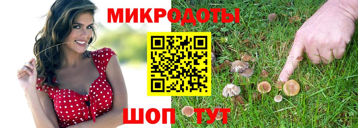 купить наркотики сайты  Псилоцибиновые грибы GOLDEN TEACHER  Кизляр  Вход с VPN  Псилоцибиновые грибы GOLDEN TEACHER 